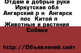 Отдам в добрые руки - Иркутская обл., Ангарский р-н, Ангарск - пос. Китой п. Животные и растения » Собаки   